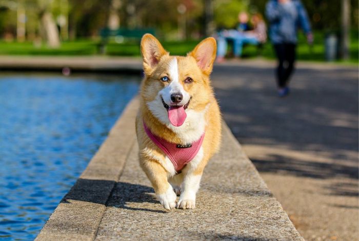 Hippy Pups. The Importance of Social Interaction for Pets: Beyond Just a Walk. It goes beyond simply going for a walk and has significant benefits for their mental and emotional health.