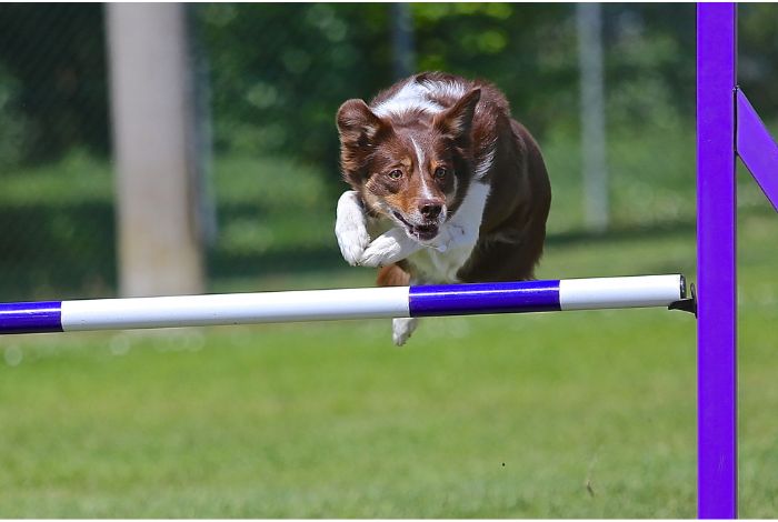 Hippy Pups. The Perfect Daily Routine: Pet Care and Sports Activities. Establishing a daily routine for your pet is crucial for their physical and emotional well-being.