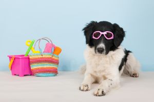 Hippy Pups. Tips for Caring for Your Pet During Vacations. By following these tips, you can ensure that your pet has a safe and happy time during your moments of rest.