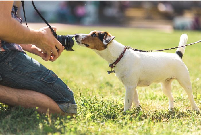 Hippy Pups. Unleash the Magic of Pet Photography and Preserve Precious Memories. Pet photography is a beautiful way to celebrate the presence of your furry friends in your life.