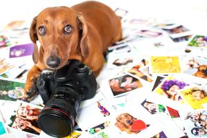 Hippy Pups. Unleash the Magic of Pet Photography and Preserve Precious Memories.  By unveiling the secrets and techniques of professional pet photography, you can capture magical moments and create lasting memories that you will cherish forever.