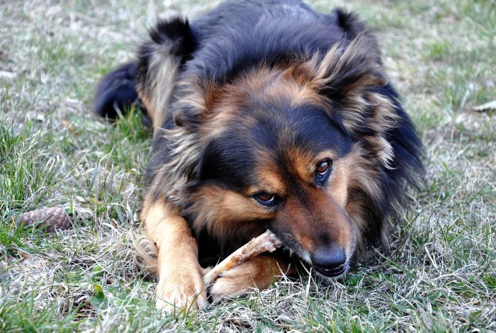 Hippy Pups. Why You Shouldn't Feed Your Dog Chicken Bones: Safety Tips. it's crucial to prioritize your dog's safety by avoiding cooked chicken bones and opting for safer alternatives.