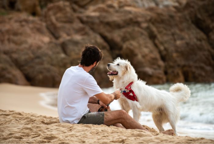 Hippy Pups. 5 Tips for a Safe Summer Beach Trip with Your Pet. A day at the beach can be a fantastic adventure for you and your pet.