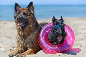 Hippy Pups. 5 Tips for a Safe Summer Beach Trip with Your Pet.  By following these tips and prioritizing your pet's safety and comfort, you can create unforgettable memories together.