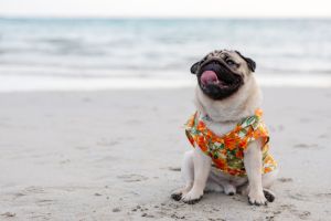 Hippy Pups. 5 Tips for a Safe Summer Beach Trip with Your Pet. Enjoy the sun, sand, and surf while keeping your pet's well-being in mind.