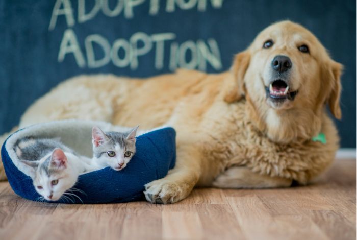 Adoption and animal rescue go far beyond providing a home for a needy pet.