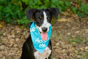 These actions not only transform the lives of rescued animals but also deeply impact the lives of the humans who adopt them.