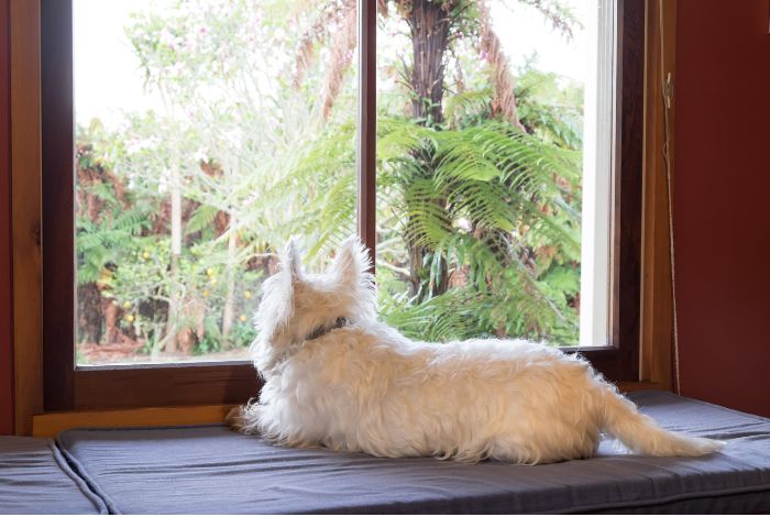 Hippy Pups. Leaving Your Pet Home Alone: Tips for Stress-Free Absences. Leaving your pet home alone doesn't have to be a stressful experience.