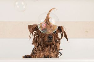 Hippy Pups. The Art of Pet Photography: Capturing Unforgettable Moments. With the right tips and a touch of patience, you can become a master of this art form and create memories you'll cherish forever.