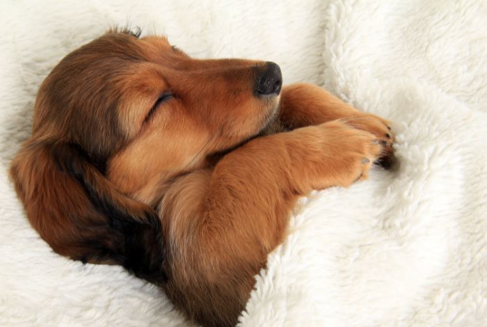 Hippy Pups. The Secret to a Good Rest for Your Pet and Your Peace of Mind. Quality sleep is a vital component of pet care that contributes to your pet's overall well-being.