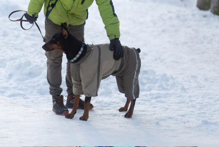 We will explore the importance of winter care for your furry companion and provide practical tips to ensure their well-being during the colder months of the year.