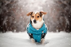 Your pet's skin can also be affected by cold and dampness. 