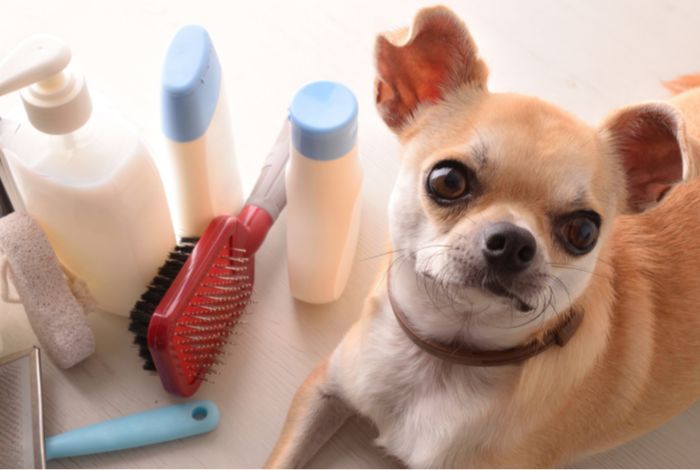 We'll present you with the must-haves that will make your dog's coat shine.