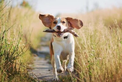 If your dog has boundless energy and you need ideas to keep him active and happy, you're in the right place.