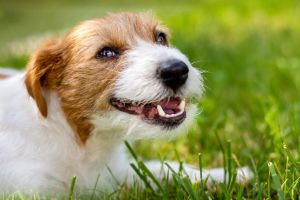 Join us as we explore effective and loving ways to care for your beloved canine companion.